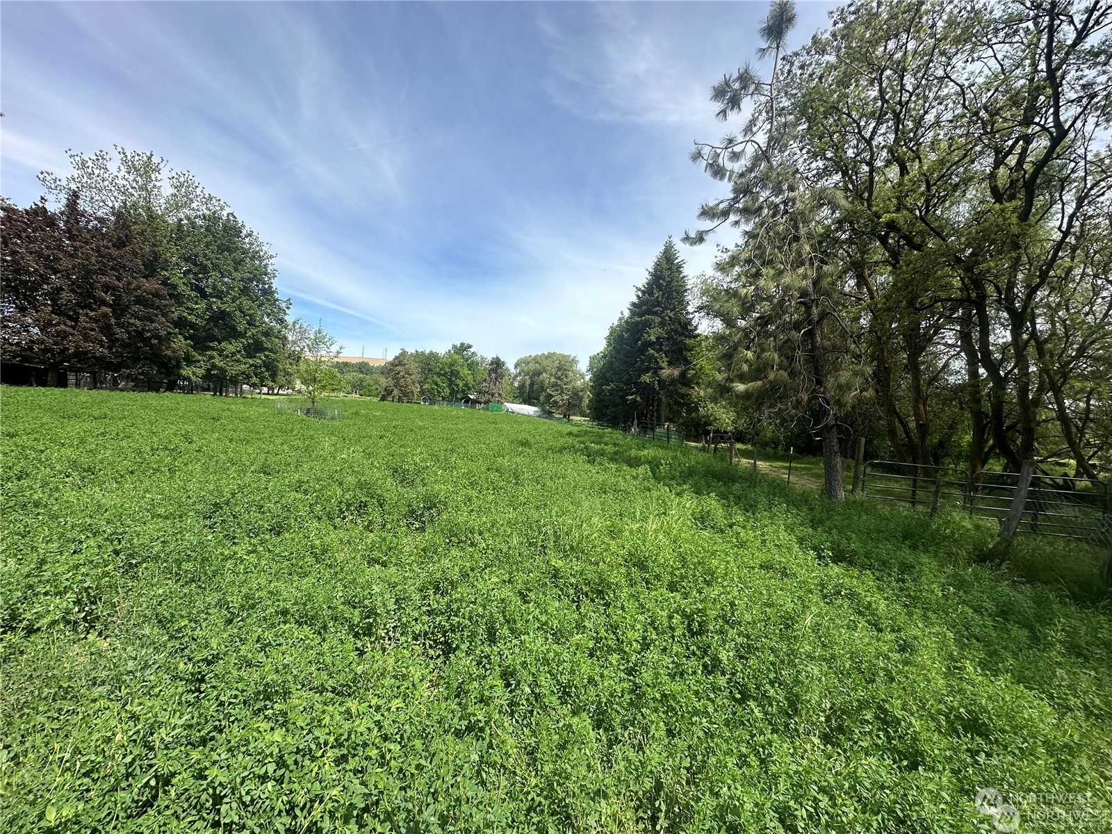 a view of a grassy field with trees