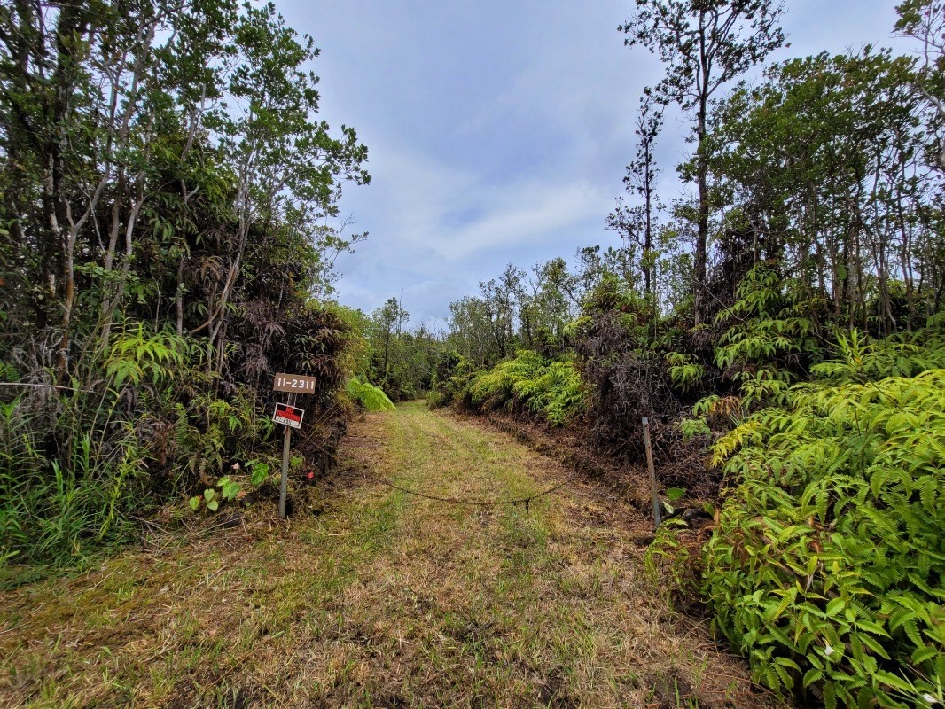 a view of a forest with trees