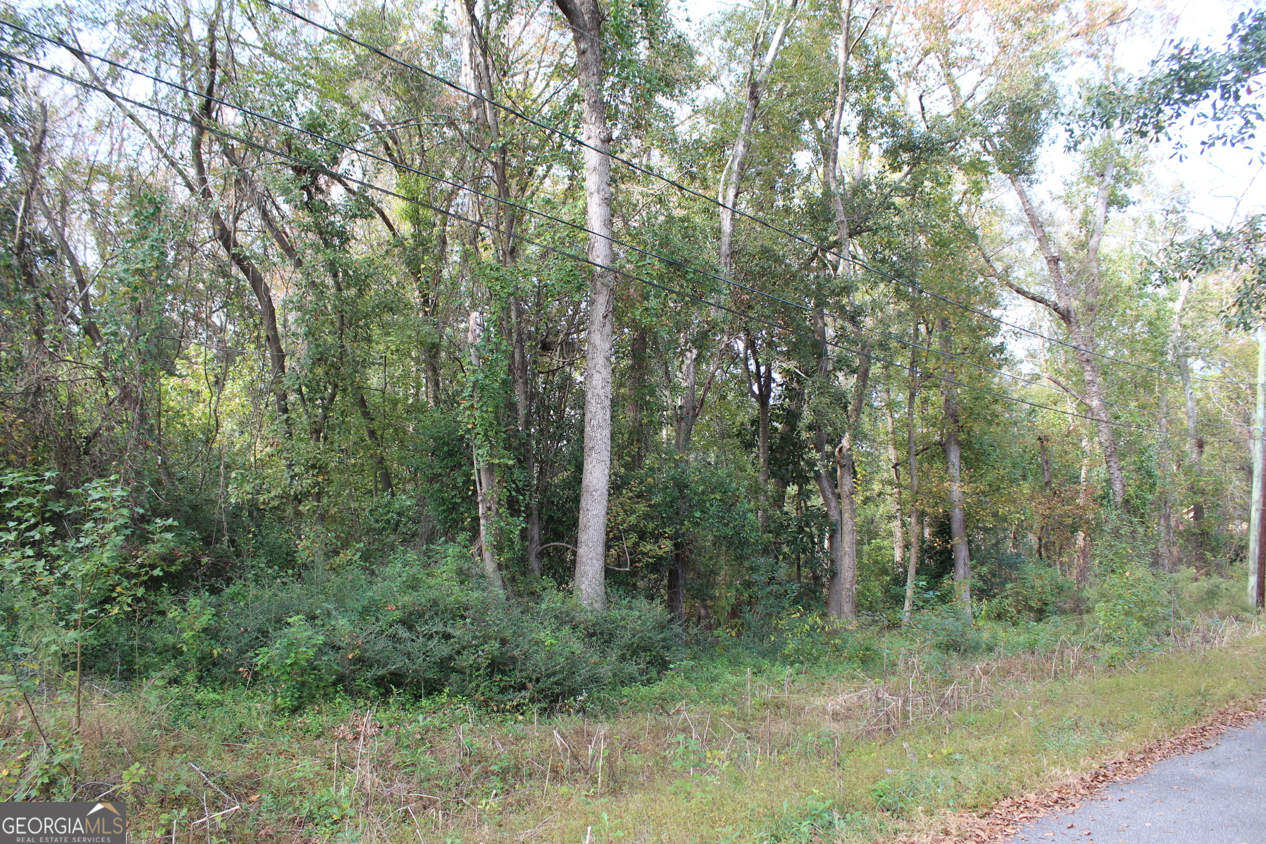 a view of a forest with trees in the background