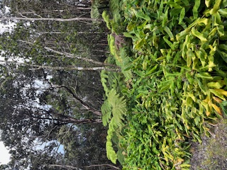 a plant view in yard