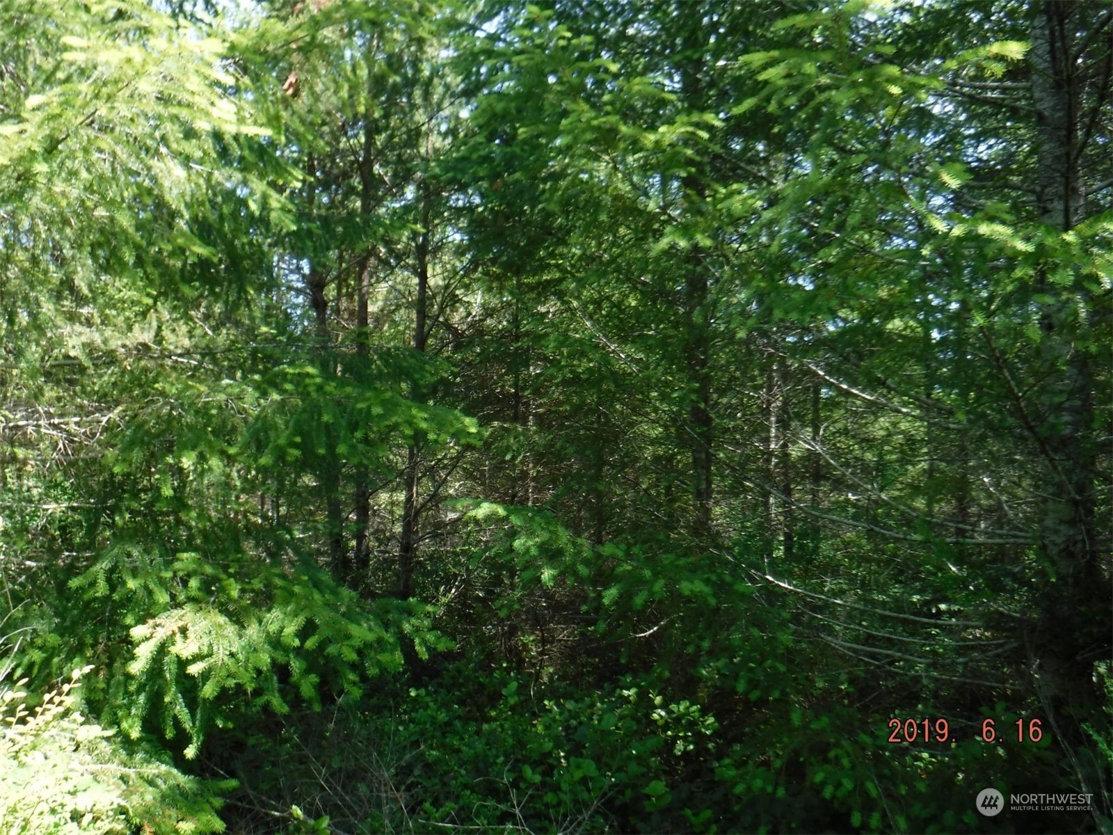 a view of a lush green forest