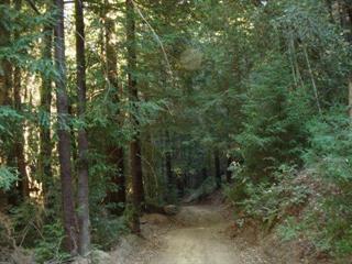 a view of a forest with trees in the background