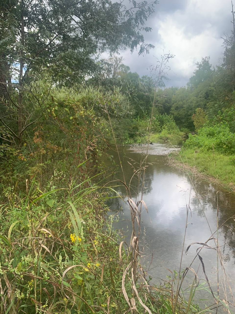 a view of a lake from a yard