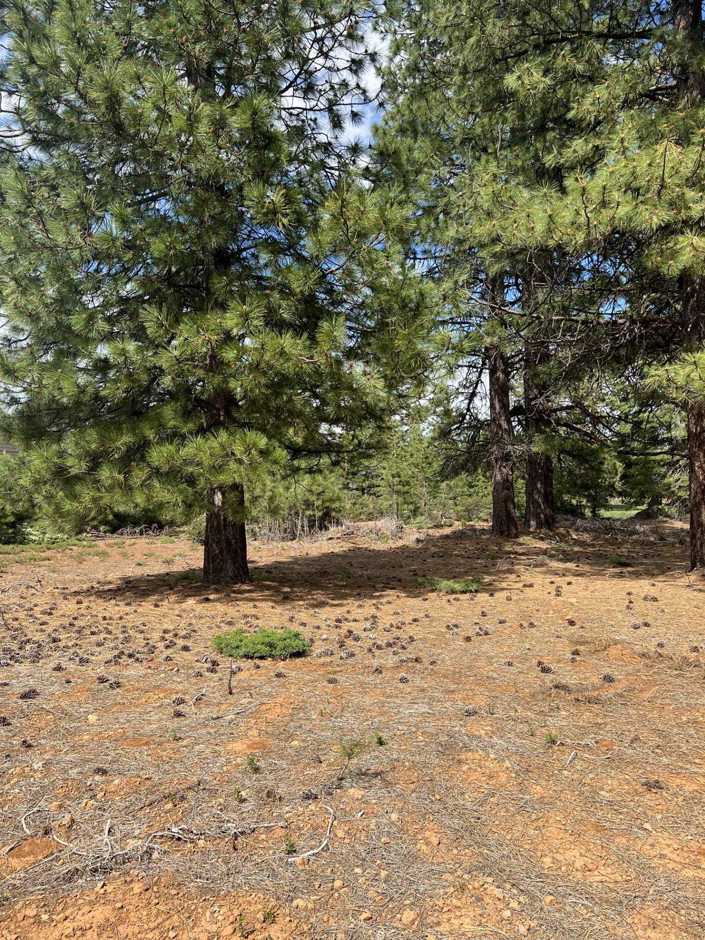 a view of a yard with trees