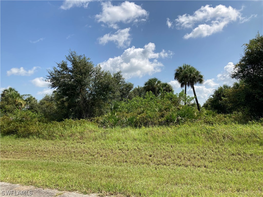 a view of a bunch of trees in background