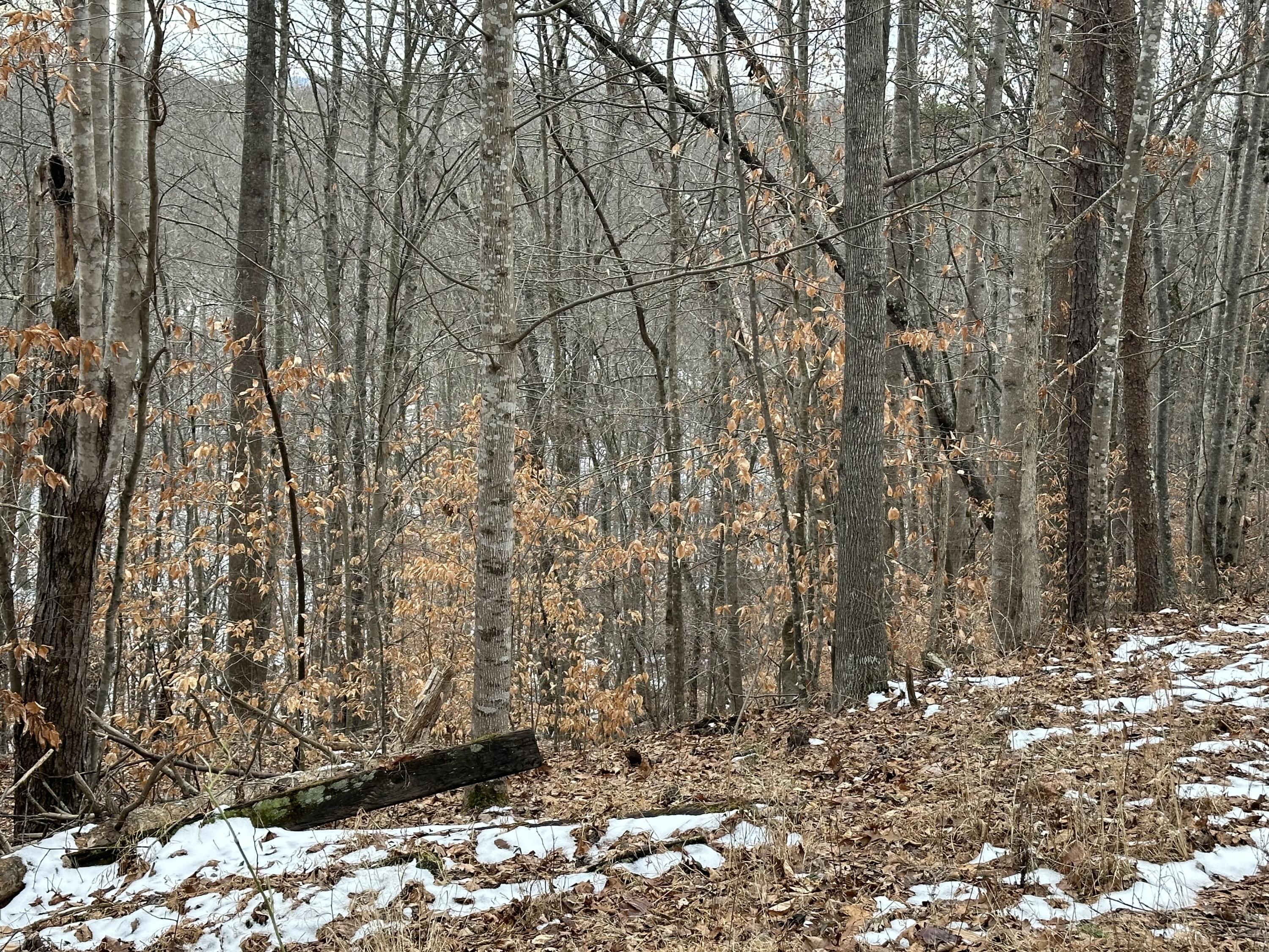 a view of a yard with trees in the background