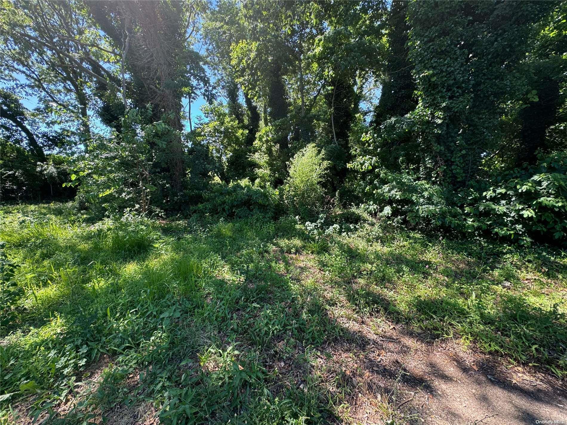 a view of a lush green forest