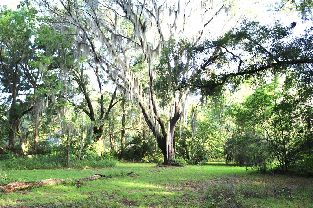 a green field with lots of trees