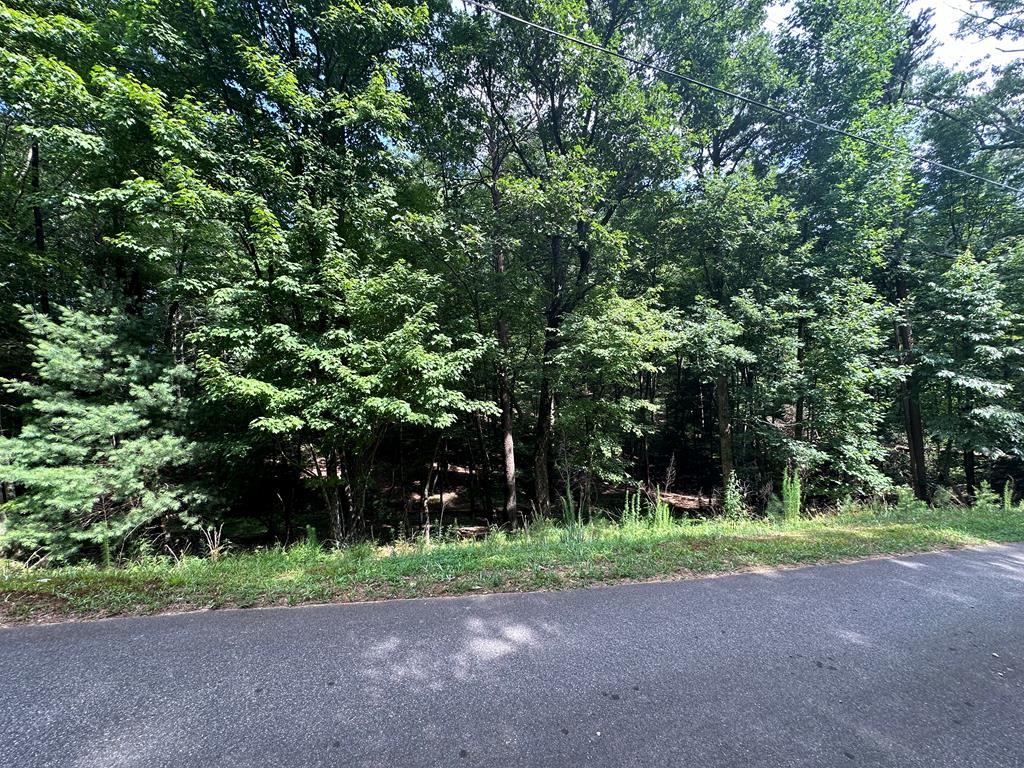 a view of a yard with plants and trees