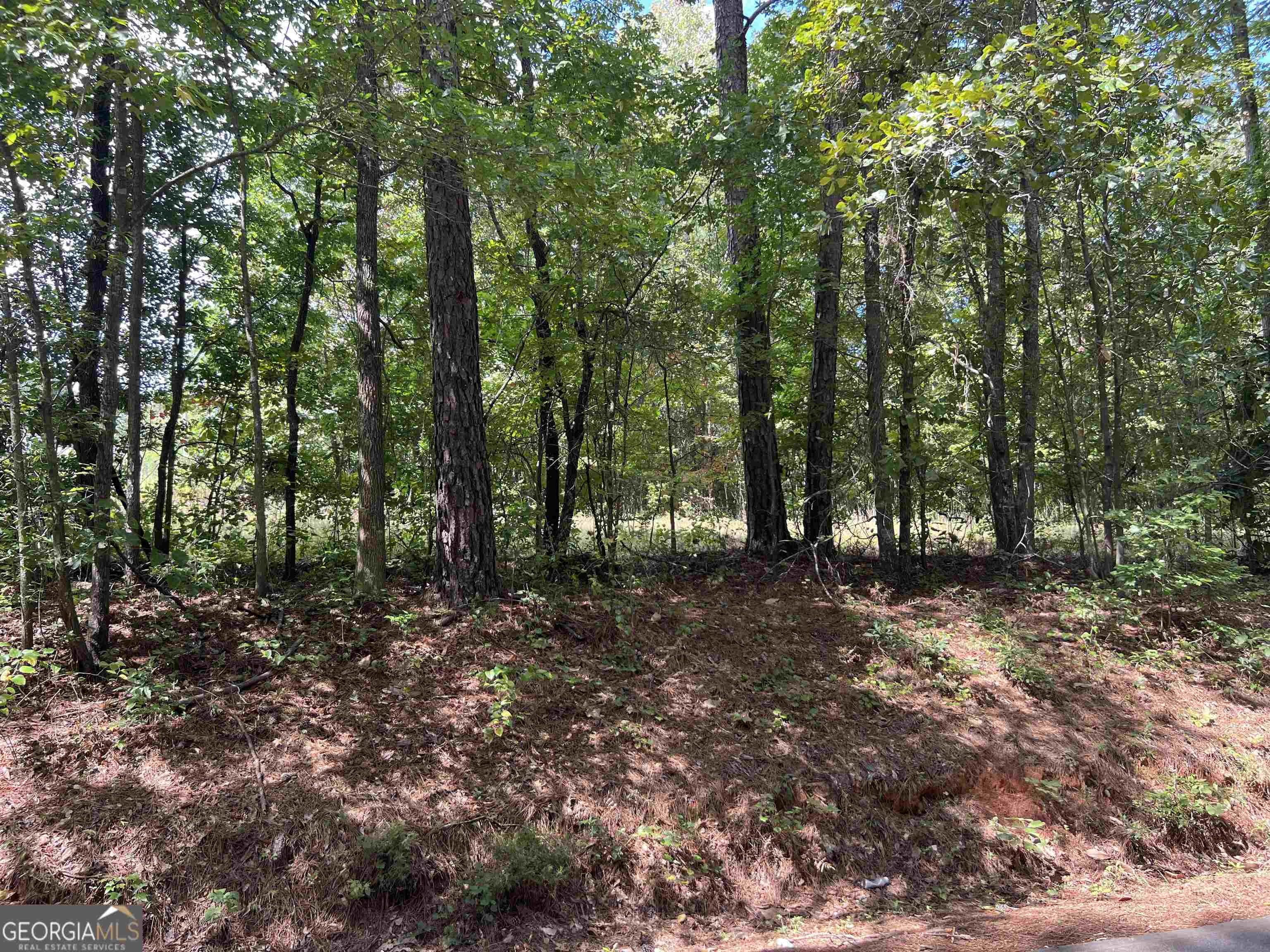 a view of a forest with trees in the background