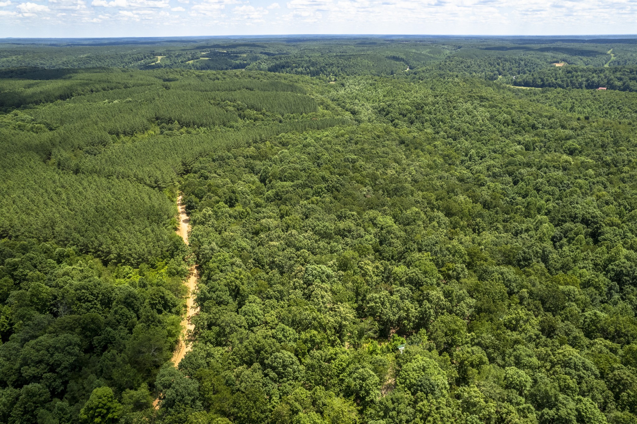 a view of a lush green forest with lush green forest