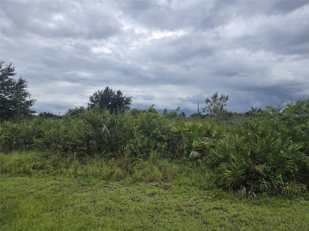 a view of a bunch of trees