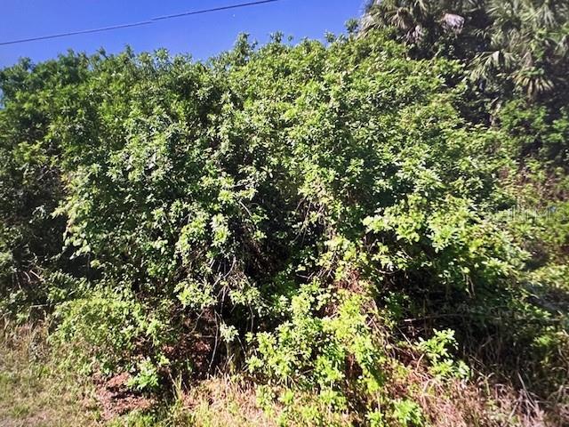 a view of a bunch of trees