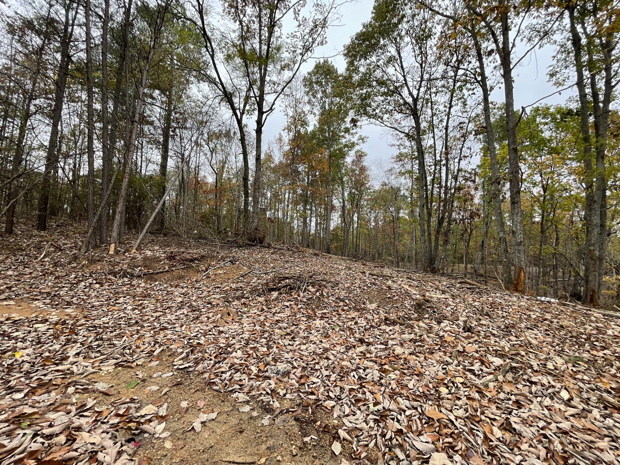 a view of a yard with trees