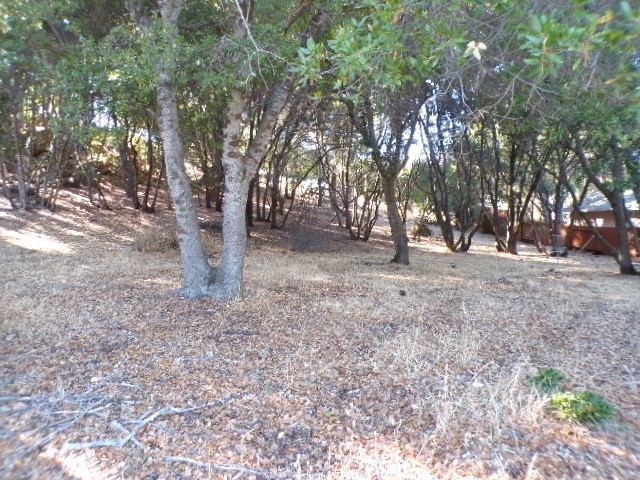 a view of empty space with tree s