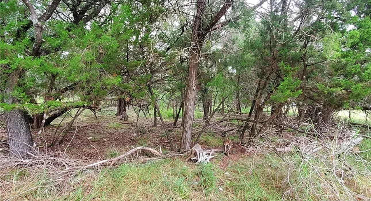 a backyard of a house with lots of trees