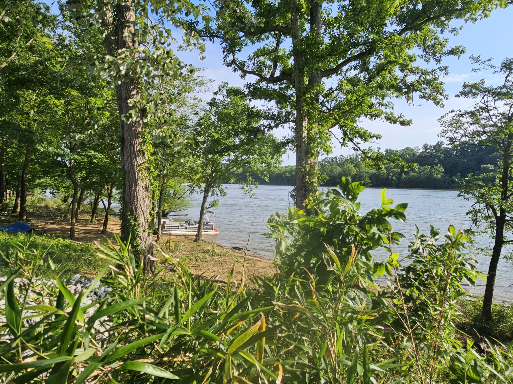 a view of a lake with a tree