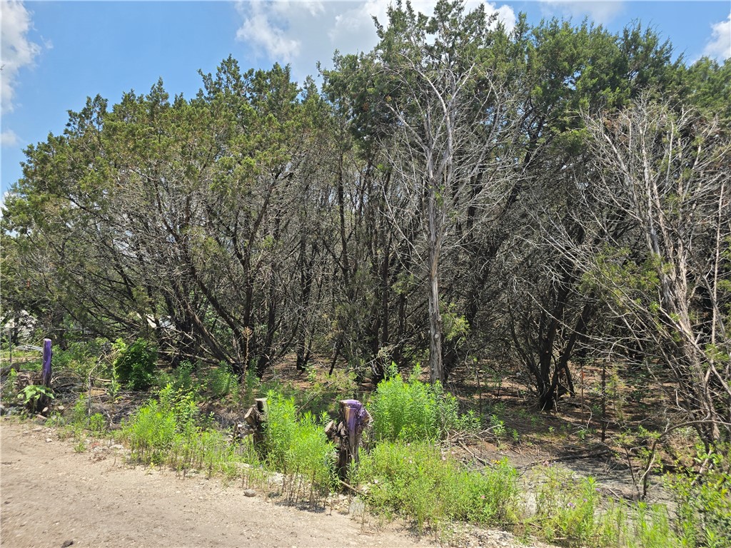 a view of a garden with plants