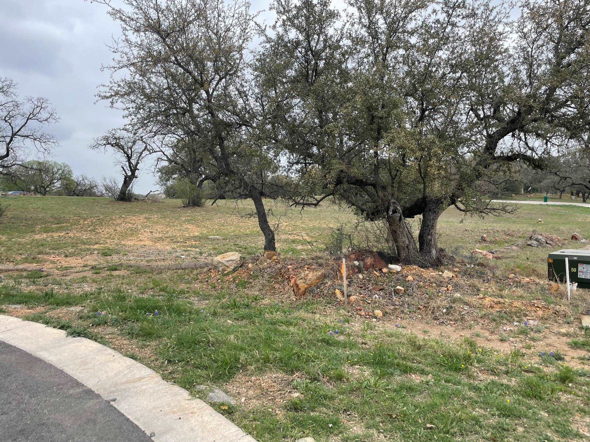 a view of a yard with a tree