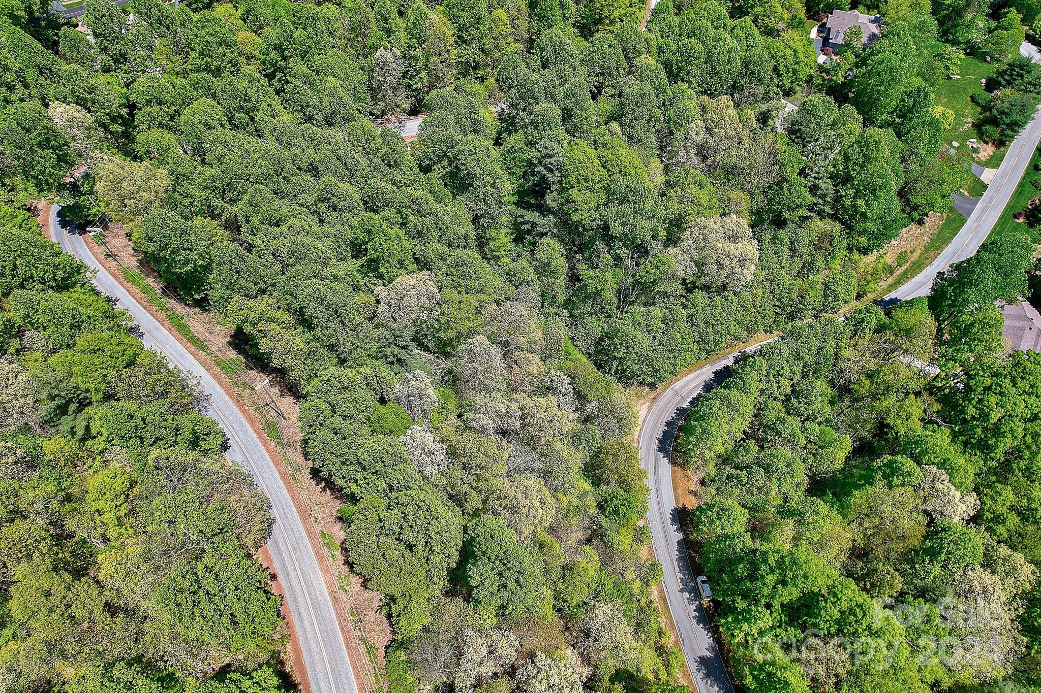 a close up of a lush green forest with trees