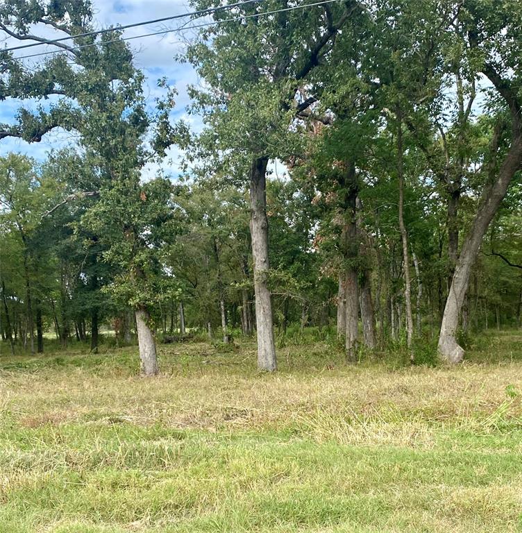 View of local wilderness