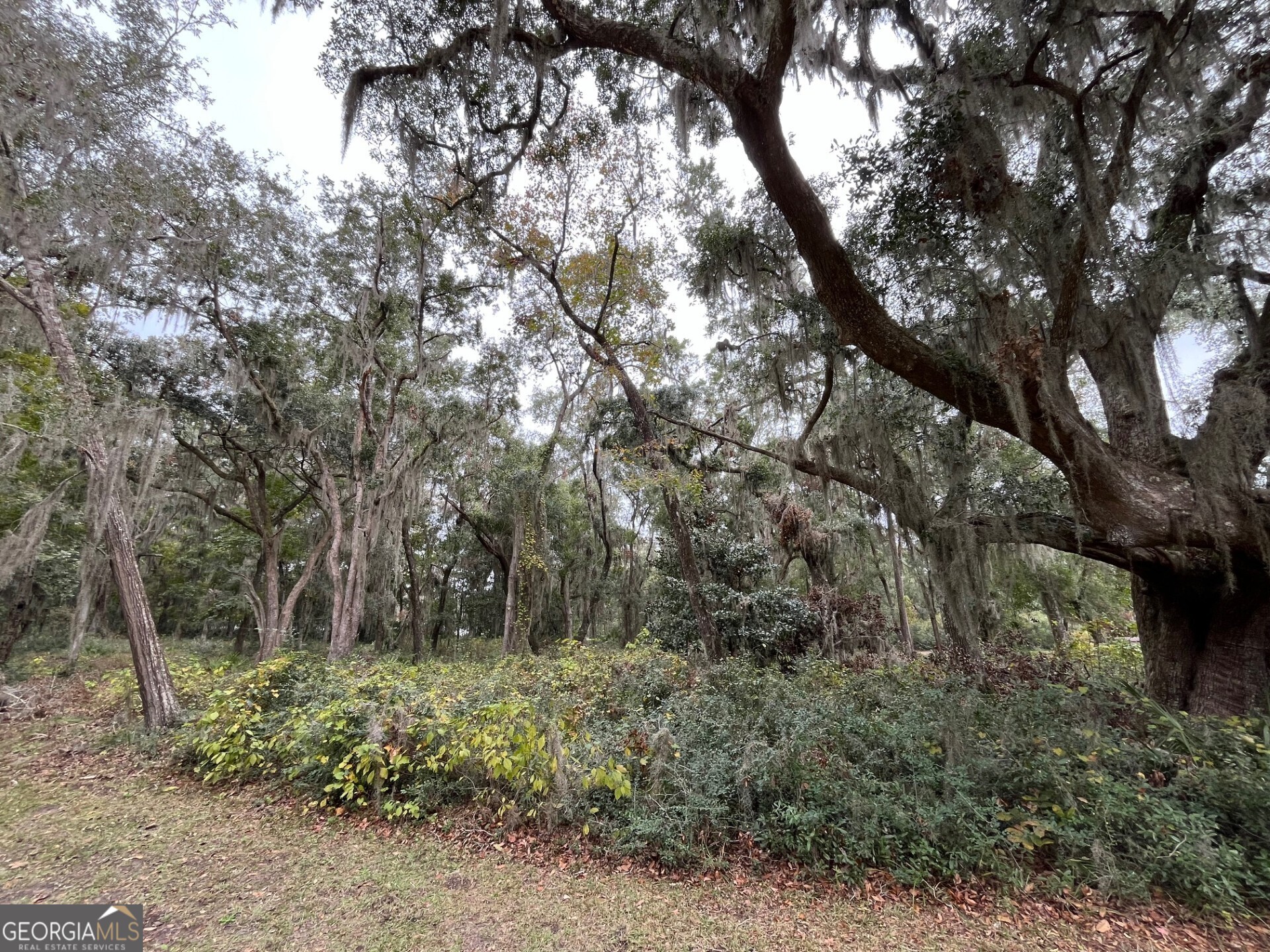 a view of forest