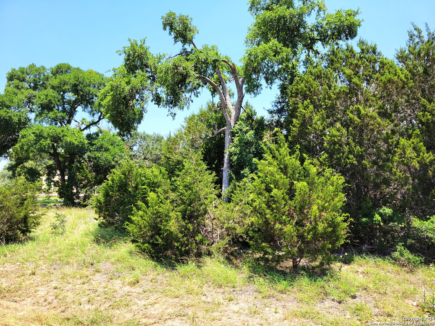 a view of a tree in a yard