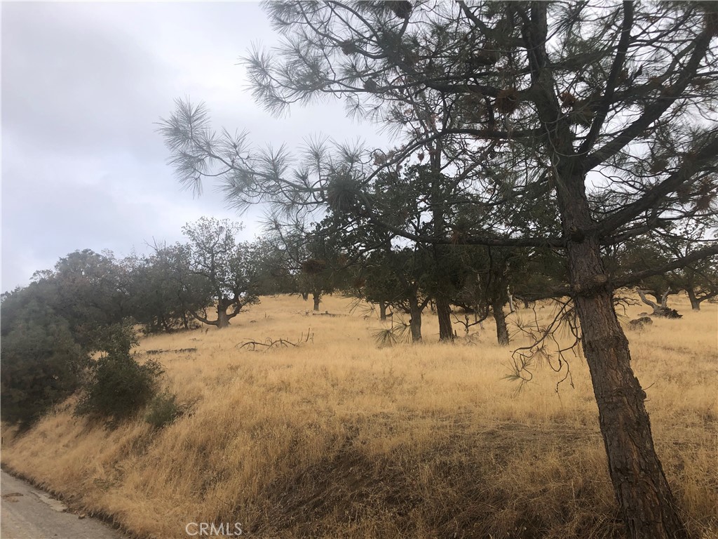 a view of side of a yard with a tree