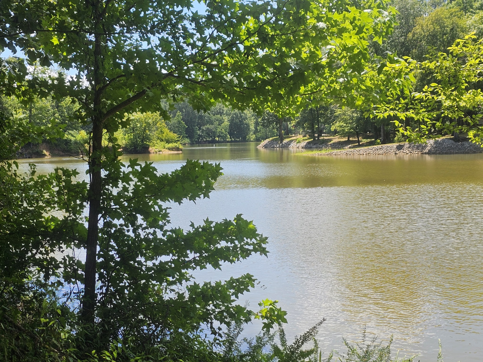 a view of a lake with a tree