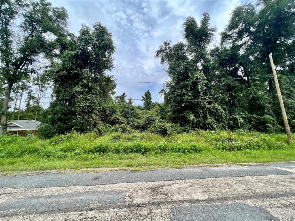 a view of a yard with plants and large trees