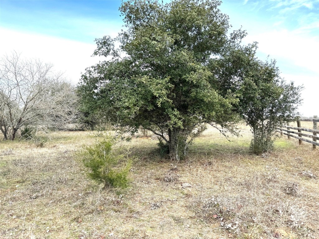 a view of a yard with a tree