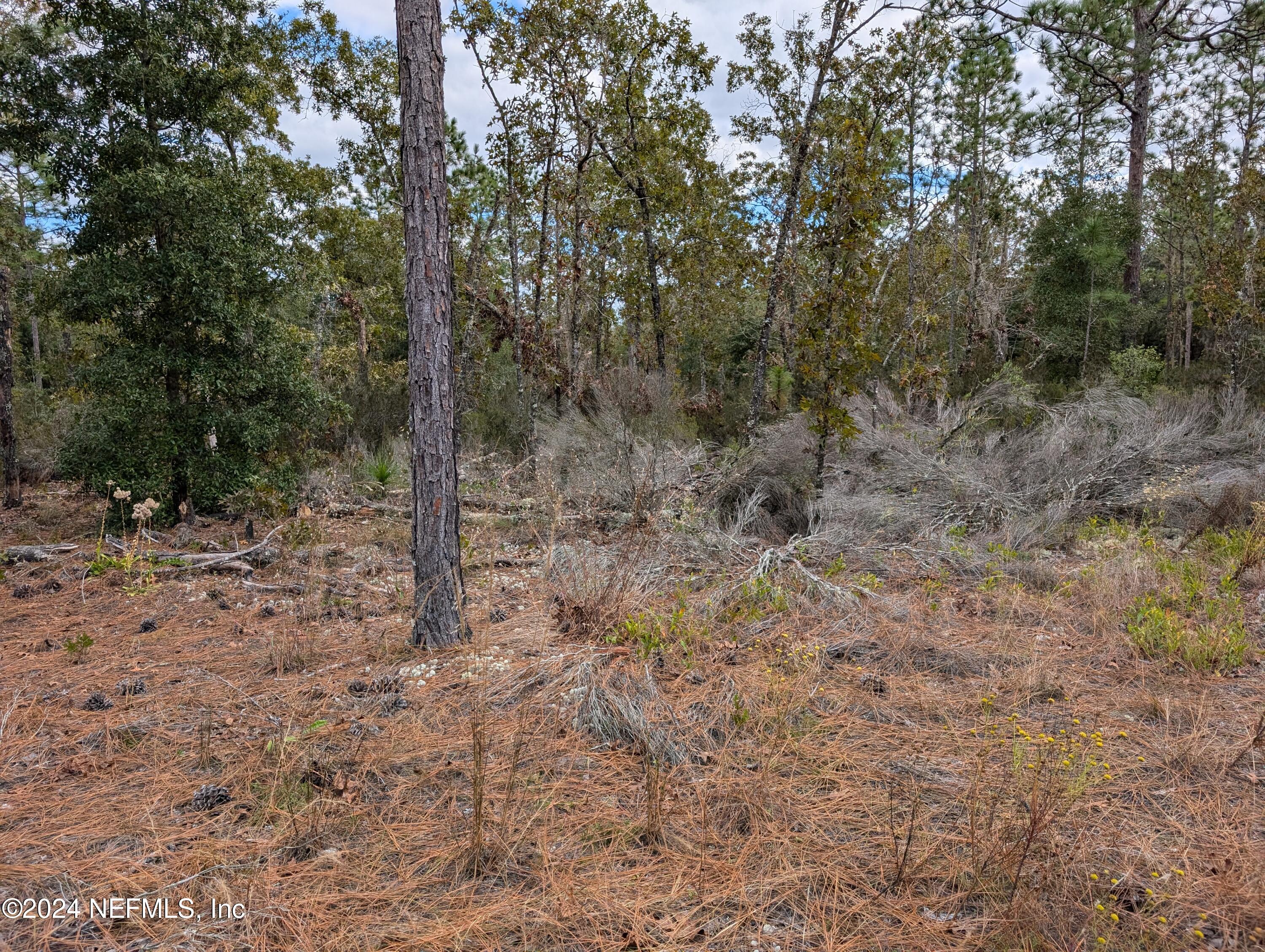 a view of a forest with trees in the background