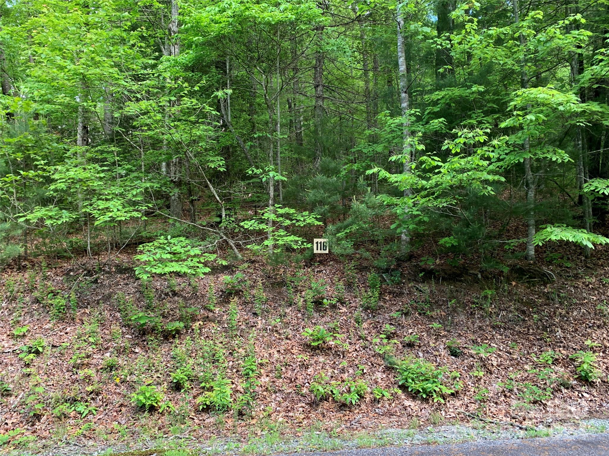 a view of a forest with lots of trees