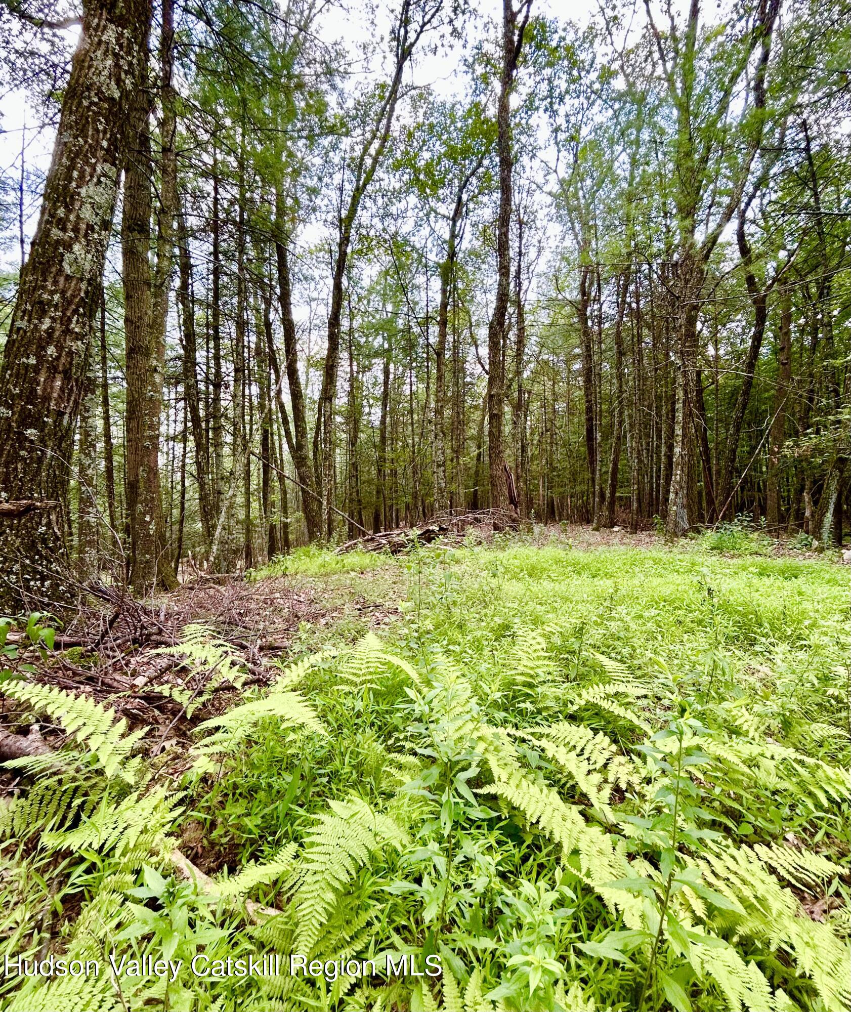 a big yard with lots of green space and trees