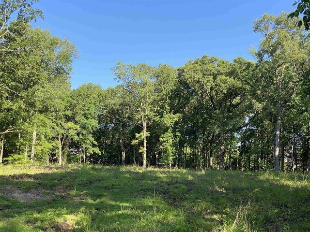 a view of a grassy field with trees