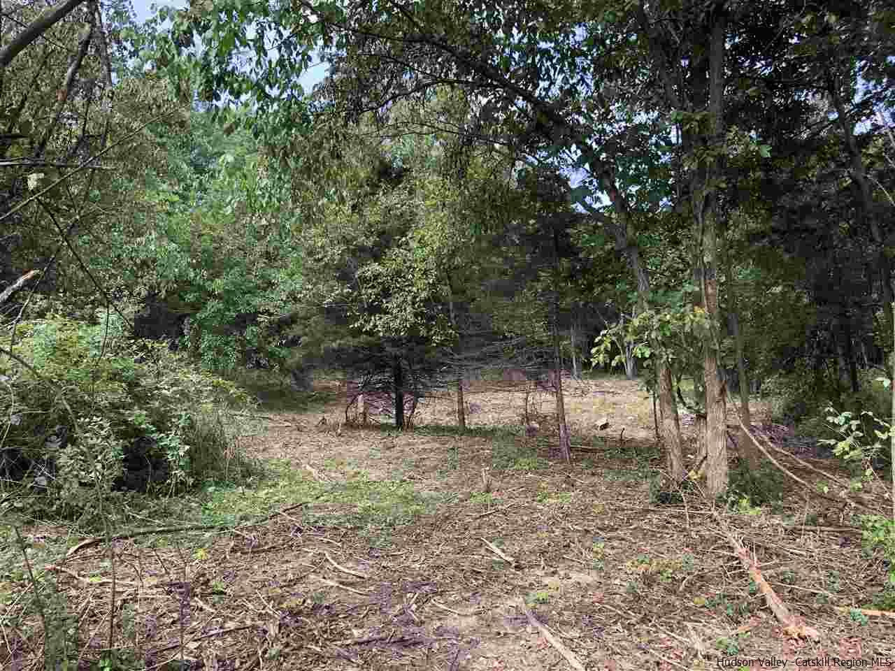 a view of some trees in the forest