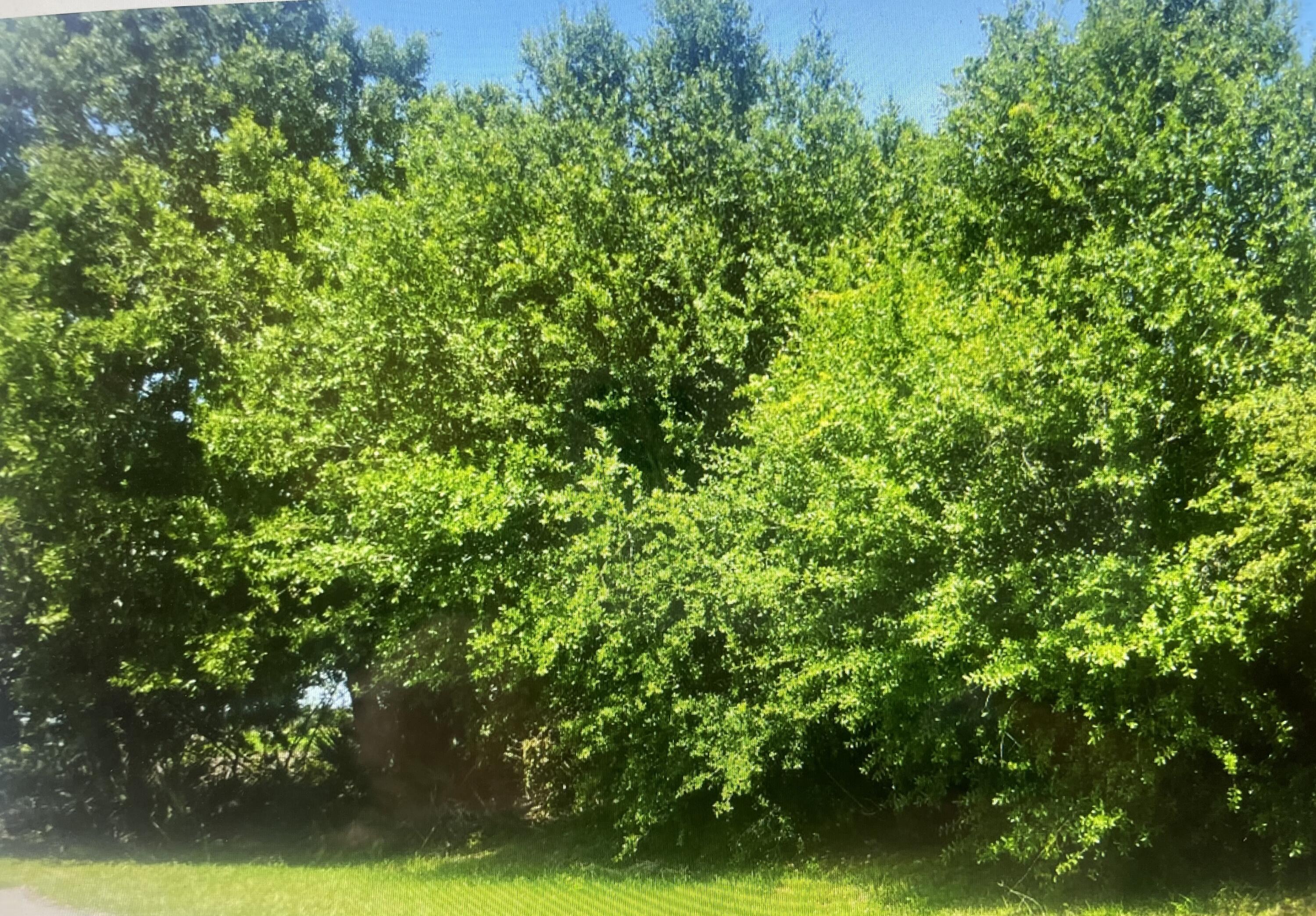 a view of a lush green forest