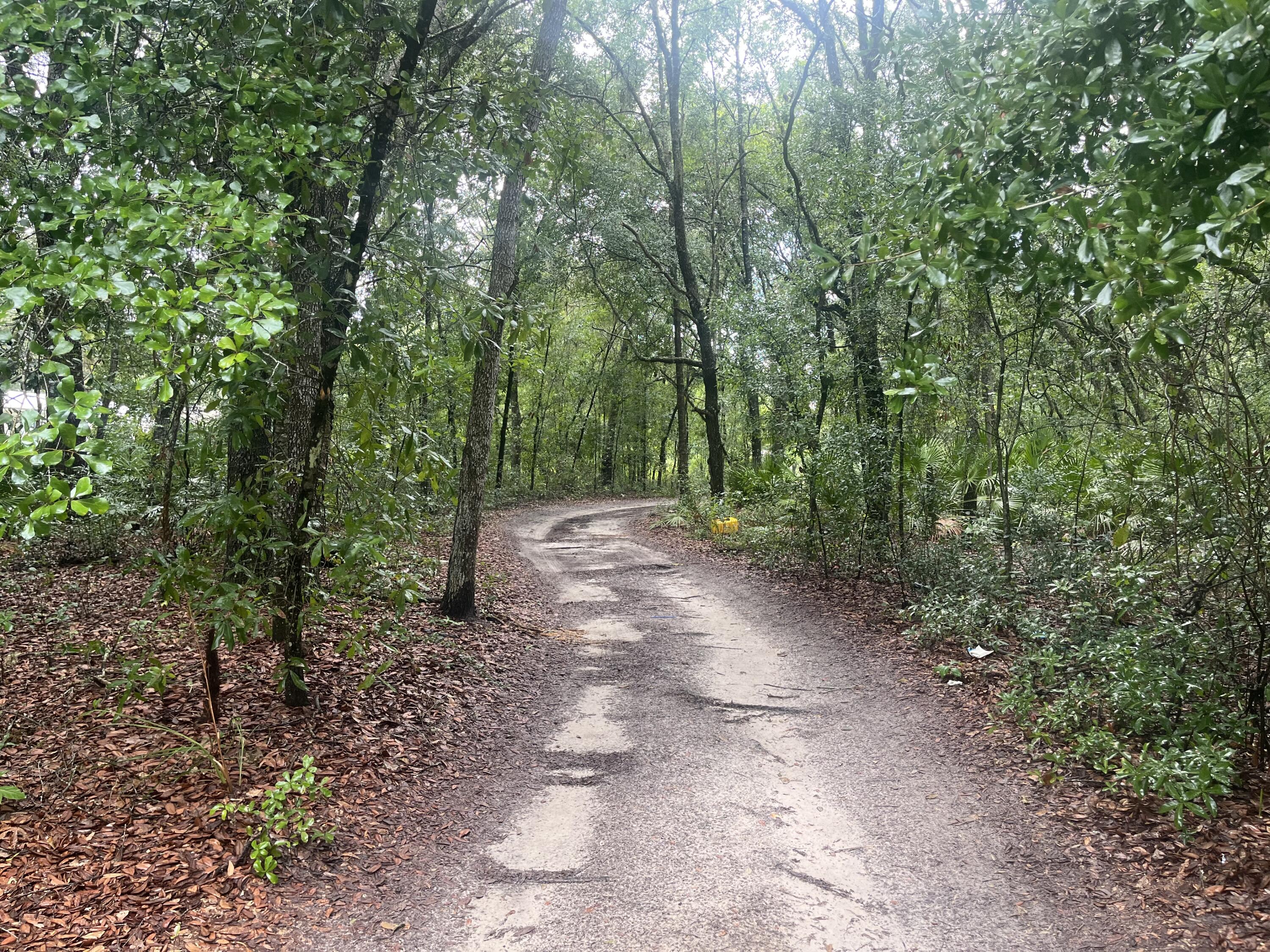 a view of a forest with trees in the background