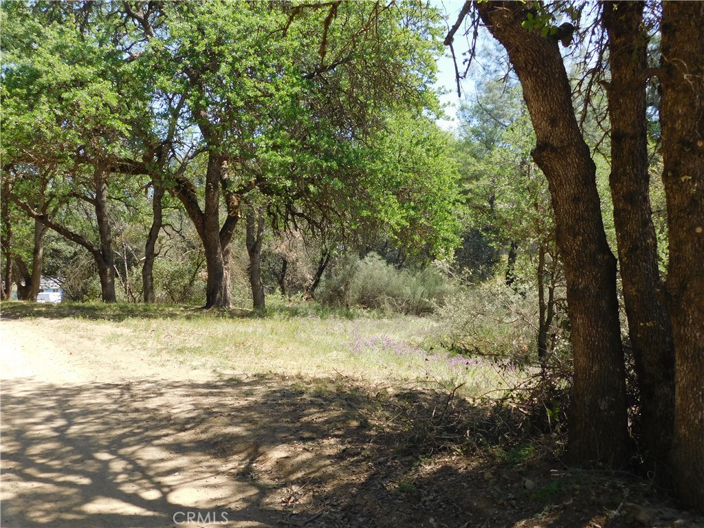 a view of a yard with large trees