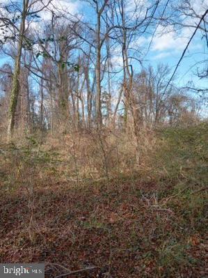 a view of a yard with trees