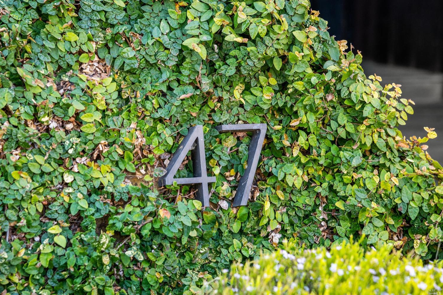 Origin of Wrigley Field ivy