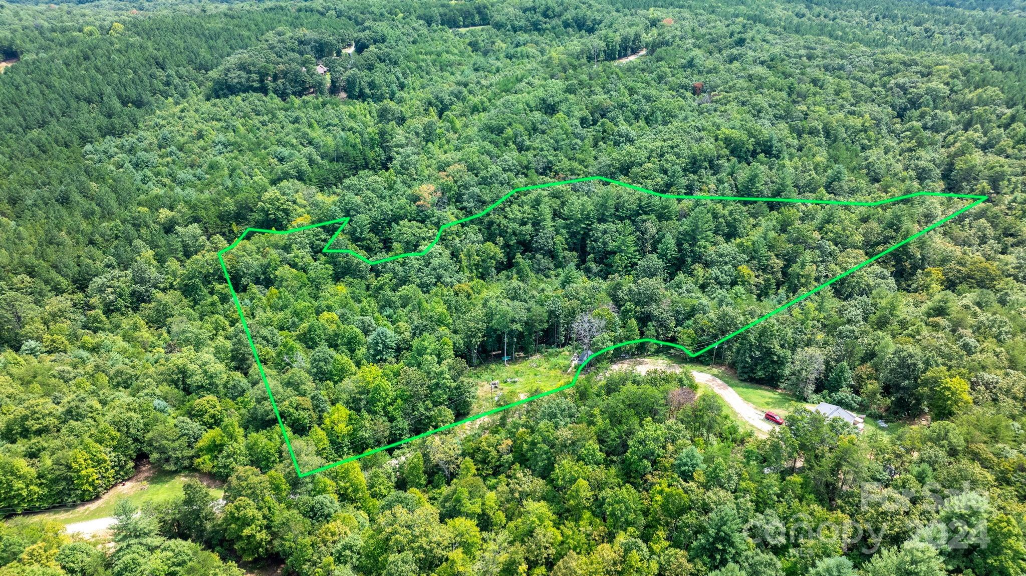 a view of a lush green forest