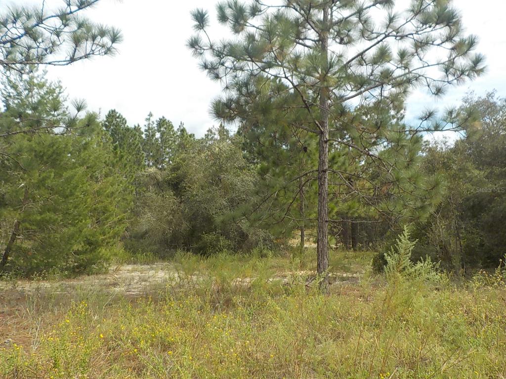 a view of yard with green space