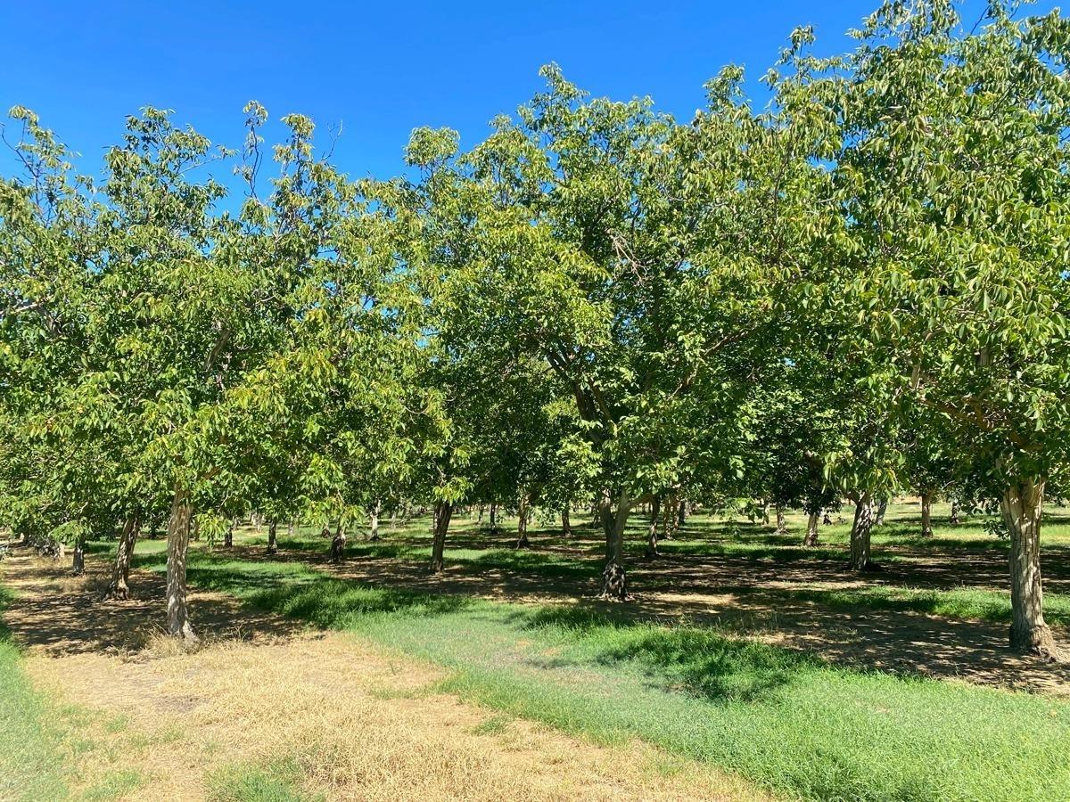 a view of backyard with green space