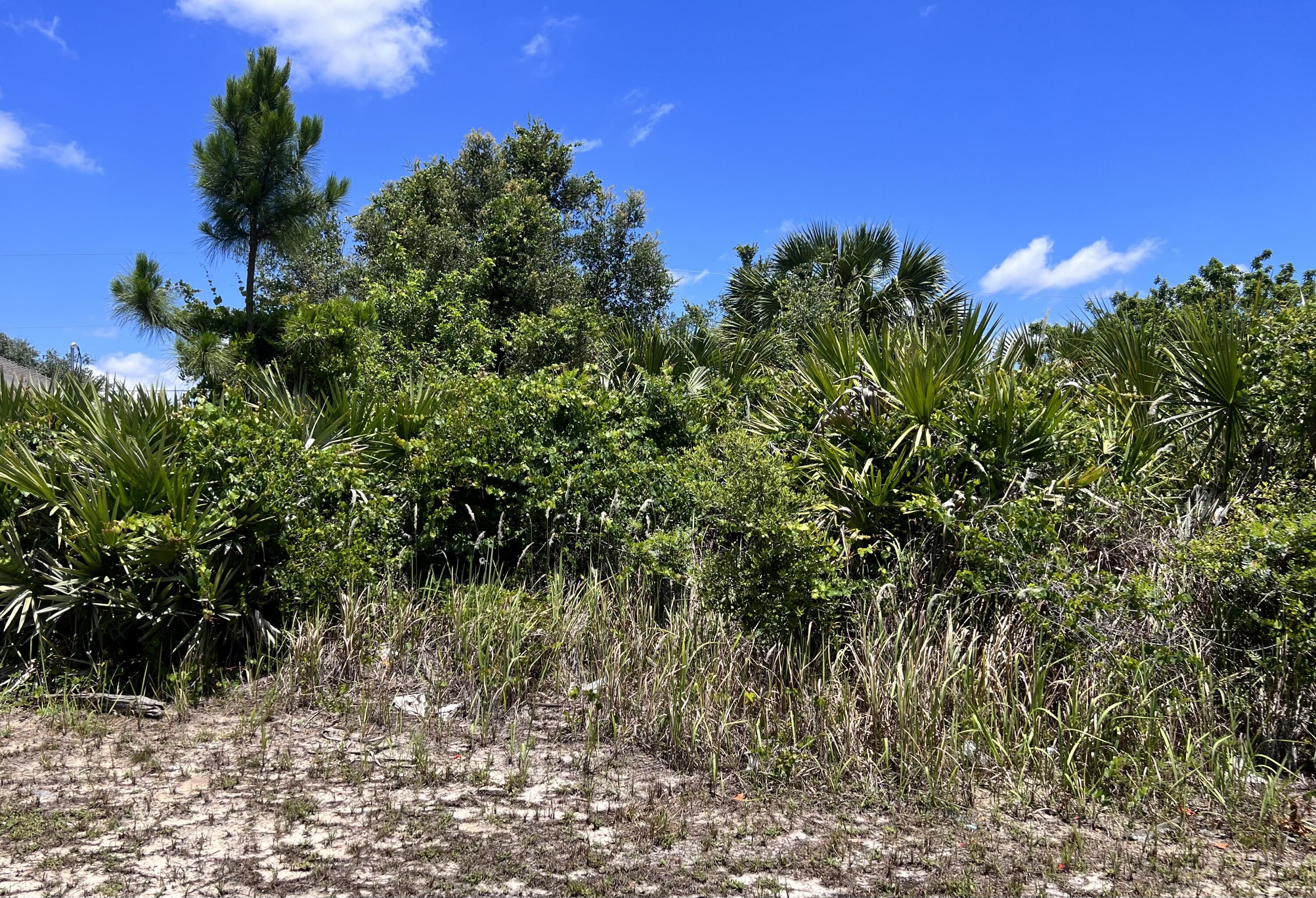 a view of a tree with a tree in front of it