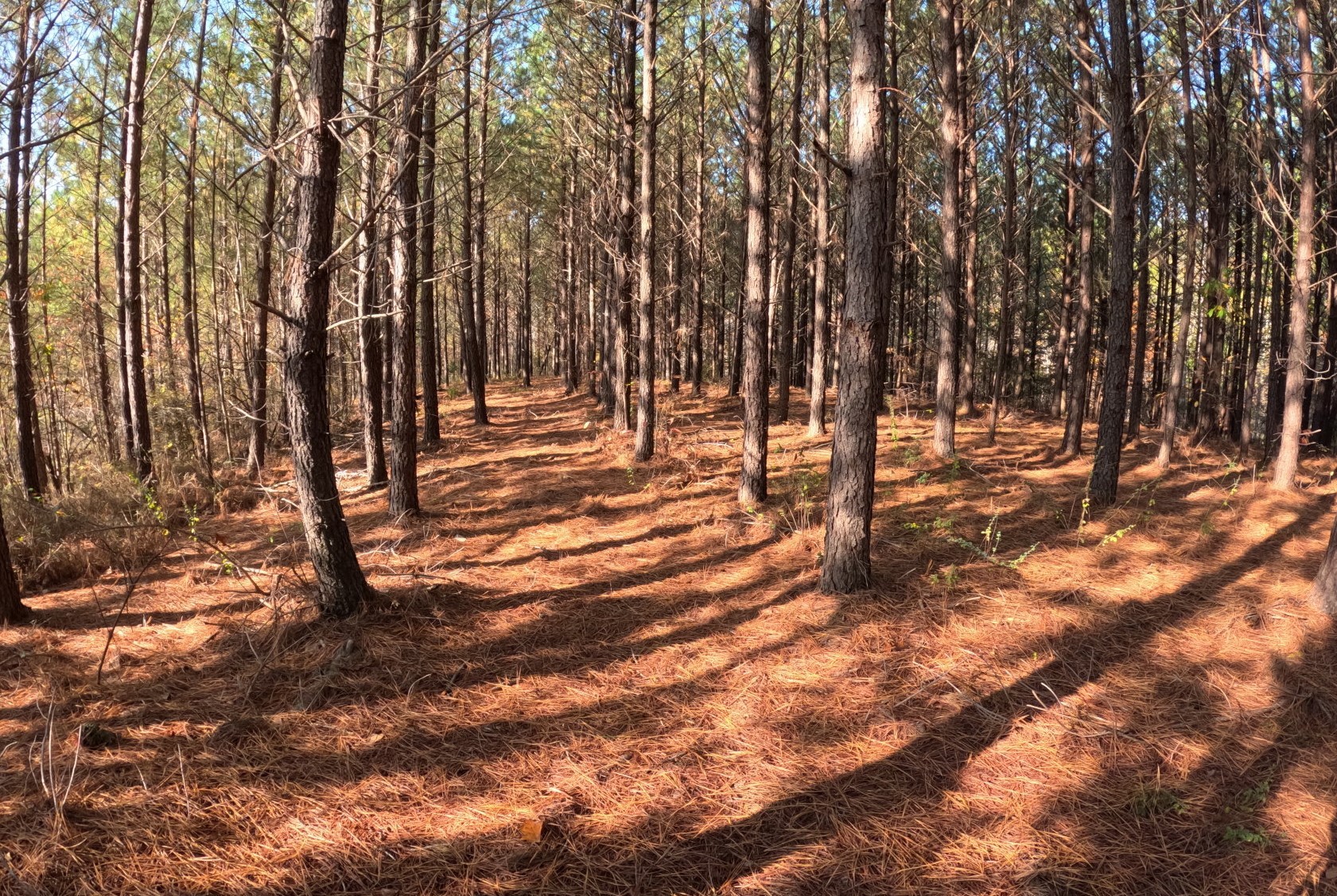 a view of outdoor space with trees