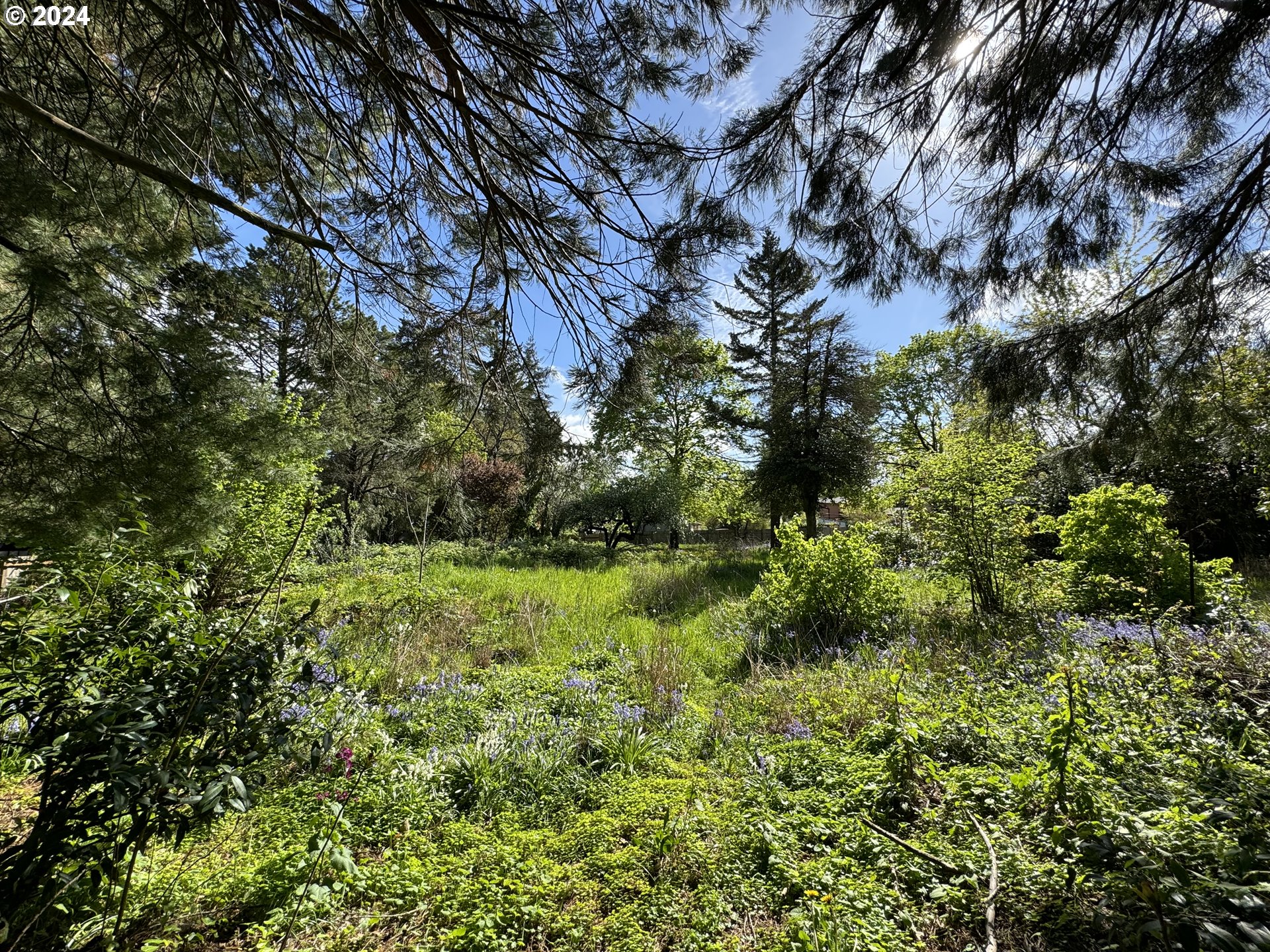 a view of a lush green forest