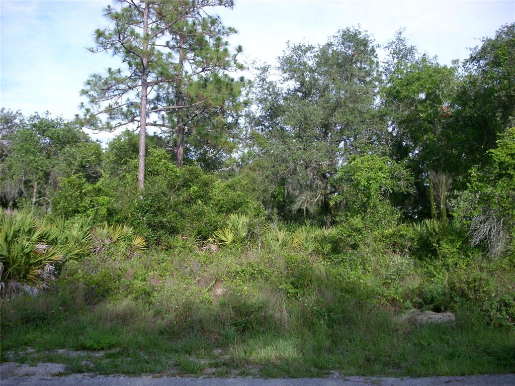 a view of a forest with lots of trees