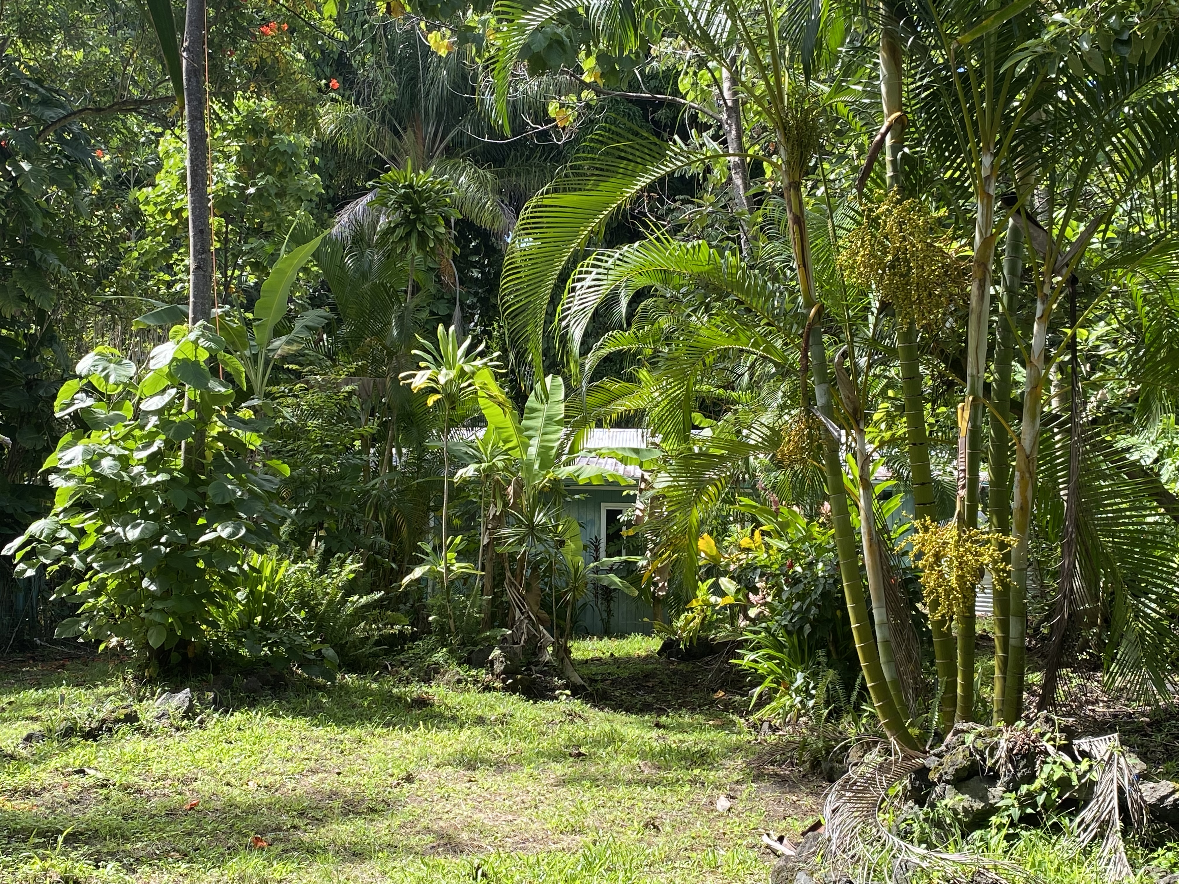 a view of a garden