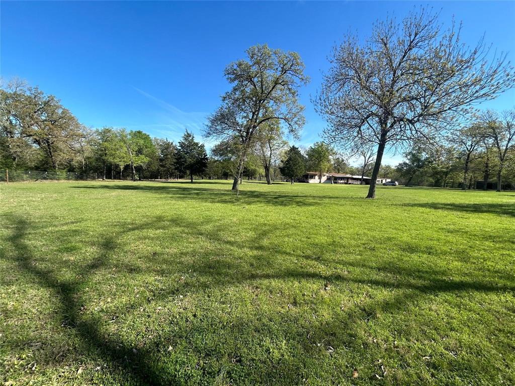 a view of a big yard with a large tree